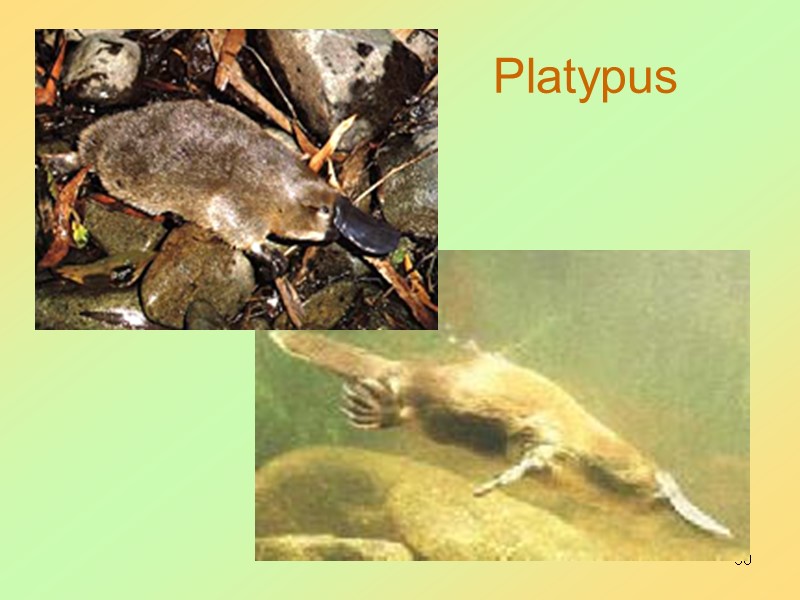 50 Platypus